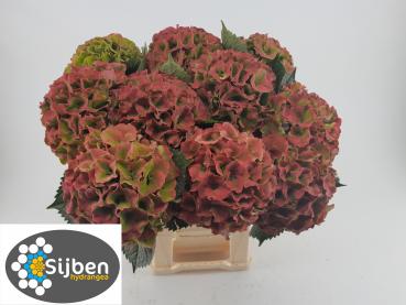Vollsortiment Hortensie m. ROY PALACE CL
